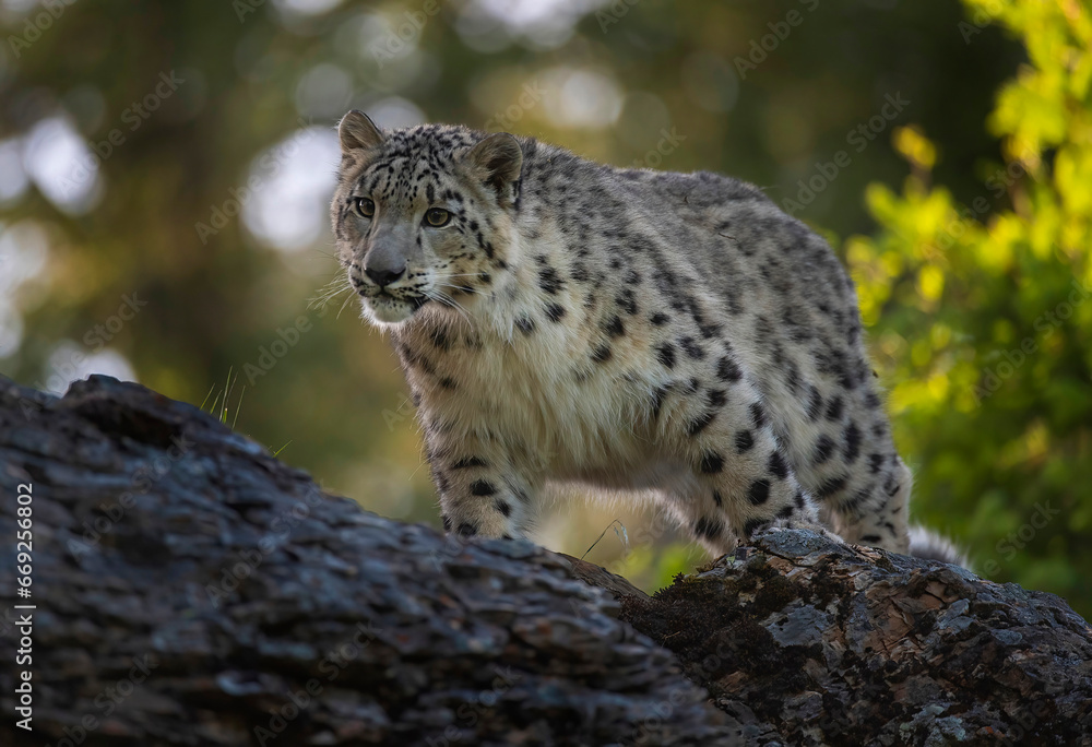 Obraz premium Snow Leopard