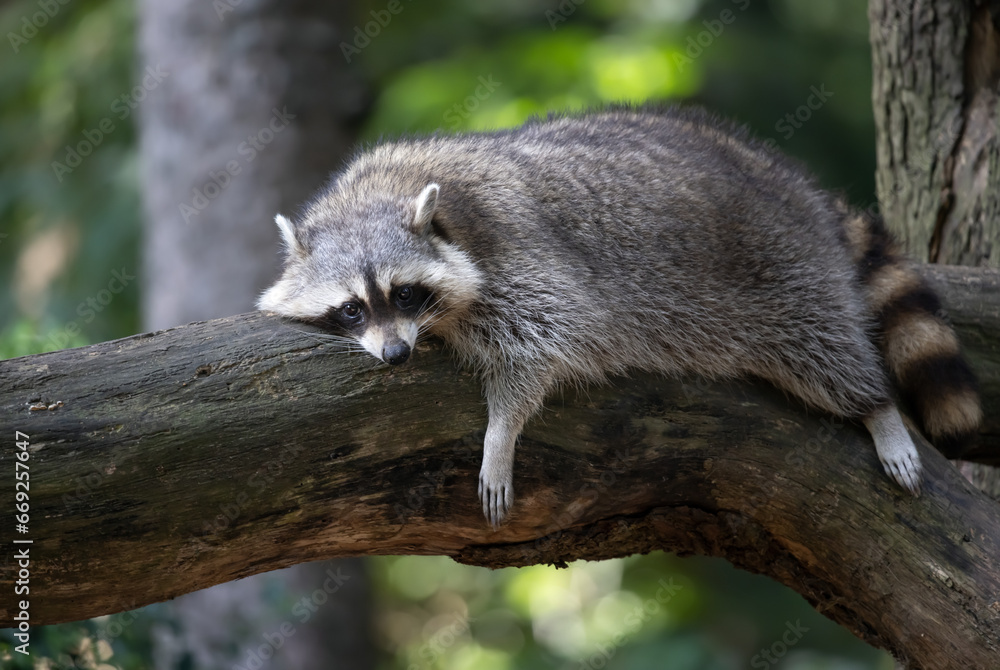 A raccoon rests on the trunk of a fallen tree A raccoon rests on the trunk of a fallen tree