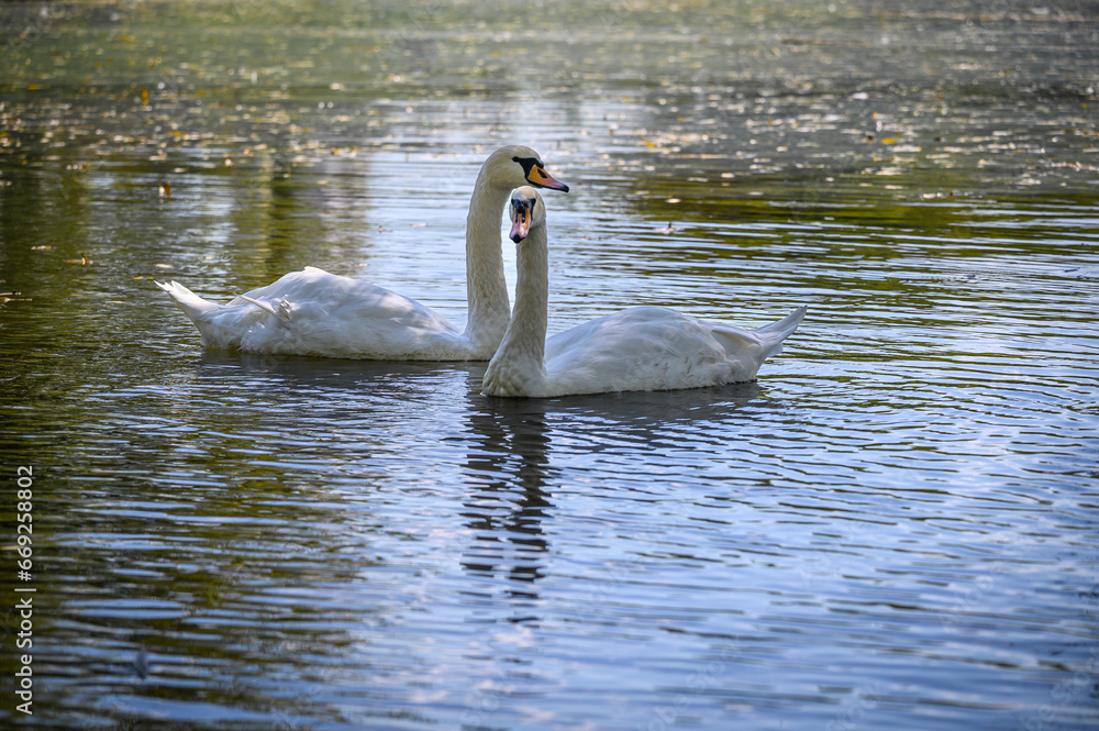 Fototapeta premium A couple of swans swim on the lake