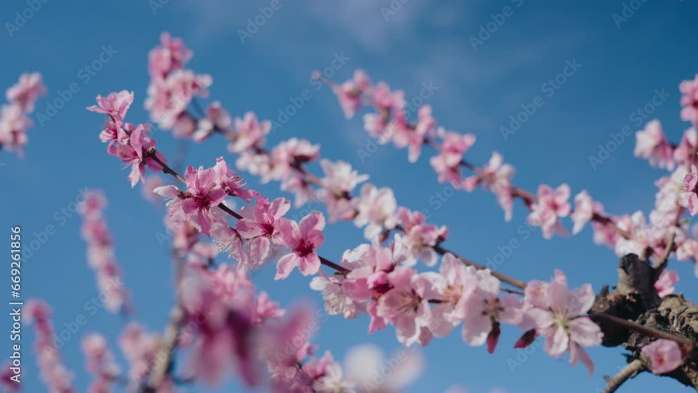 Close up shot of beautiful peach tree flowers blossom on a sunny spring day against blue sky. Gentle and tender pink flower petals of apple or sakura tree. Concept of spring Close up shot of beautiful peach tree flowers blossom on a sunny spring day against blue sky. Gentle and tender pink flower petals of apple or sakura tree. Concept of spring