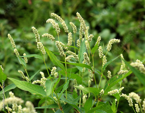 Weeds of Persicaria lapathifolia grow in the field photo