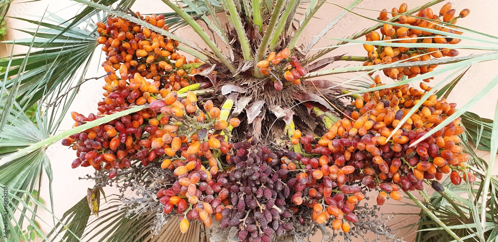 Orange Chamaerops humilis berries grow on a palm tree. Panorama. Orange Chamaerops humilis berries grow on a palm tree. Panorama.