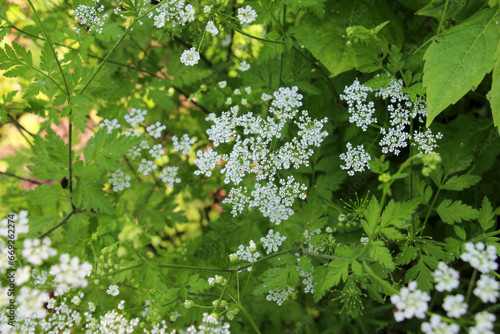 Chaerophyllum temulum grows in nature Chaerophyllum temulum grows in nature