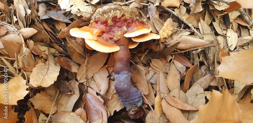 Mushroom red-brown Lacquered bracket or Ganoderma lucidum lies on the ground in brown leaves. photo