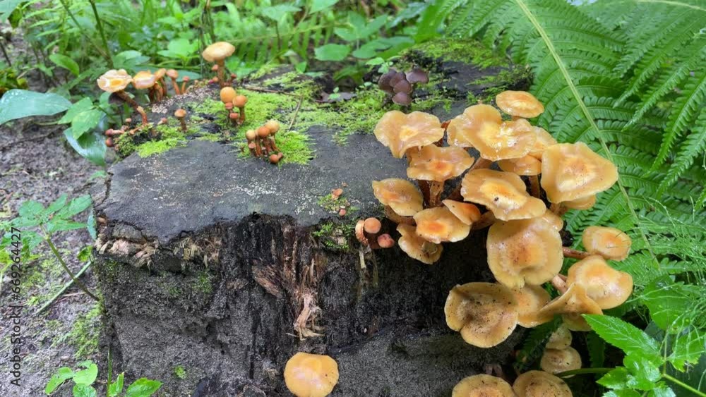 Forest edible mushrooms, honey mushrooms, grow in the forest on an old stump. Forest edible mushrooms, honey mushrooms, grow in the forest on an old stump.