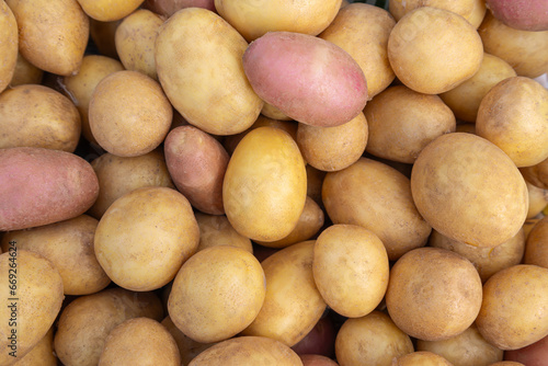 Flat lay and close-up harvested potatoes. Healthy vegan food concept. Autumn harvest. 