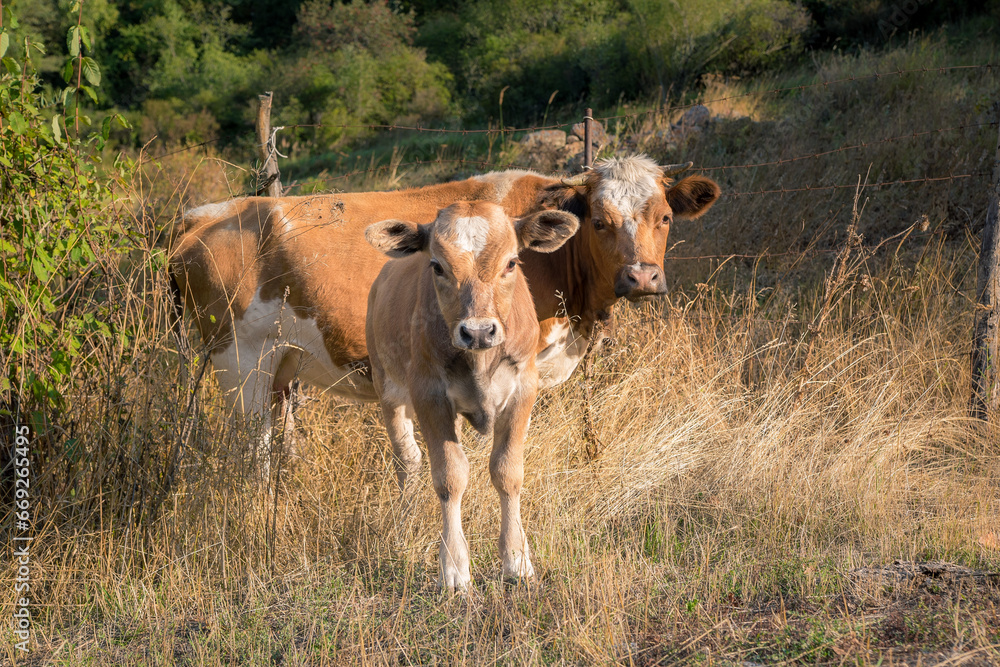 Young brown calf with his loving mother in the nature Young brown calf with his loving mother in the nature