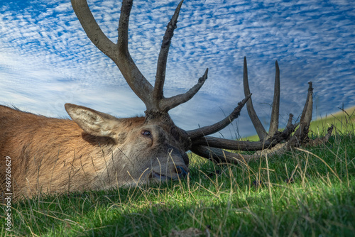 Schlafender Hirsch nach der Brunft