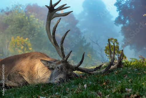Schlafender Hirsch nach der Brunft