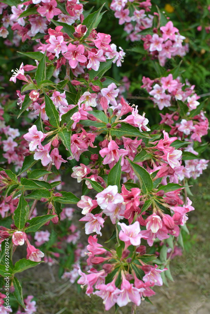 Weigela blooms in the garden. Weigela blooms in the garden.