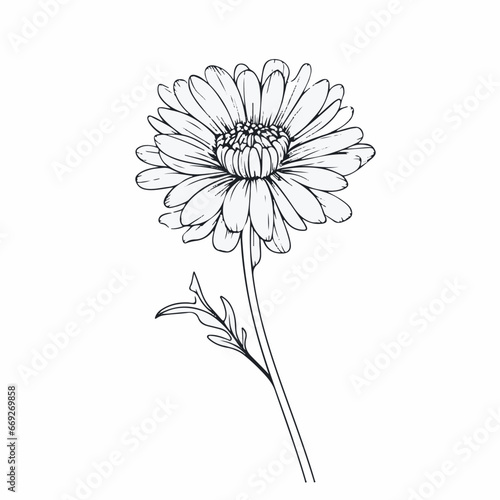 Aster  in cartoon  doodle style. 2d vector illustration in logo  icon style. AI Generative