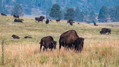 Bison Herd Grazing in Custer State Park