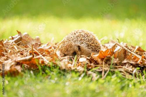 Hedgehog in autumn leafs cute
