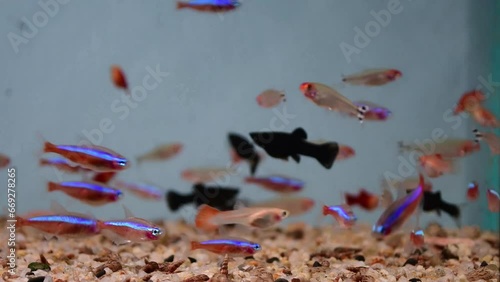 Neon Tetra Paracheirodon innesi, black molly, guppy swimming in freshwater tropical aquarium. photo