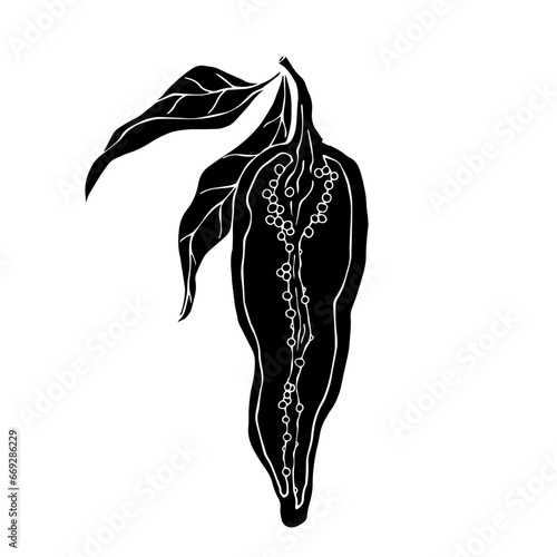 Silhouette of a hot chili pepper pod. Vector graphics.