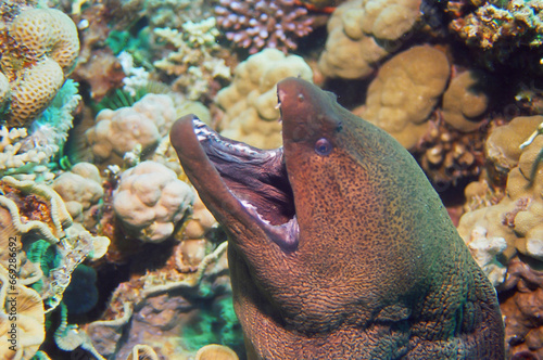 Giant Moray Eel, Red Sea, Egypt. photo