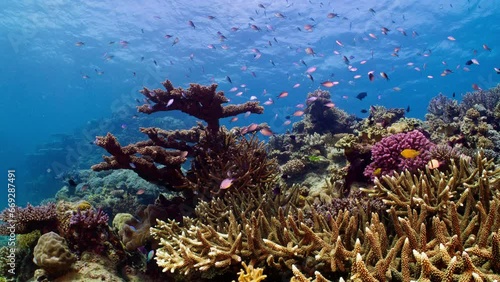 Tropical reef fish amid staghorn coral in the blue waters of the Great Barrier Reef