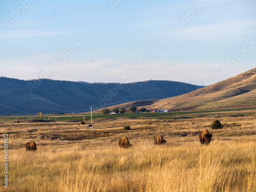 Range Bison Fam