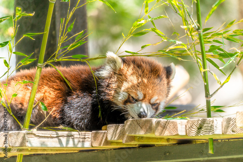 カルガリー動物園 レッサーパンダ