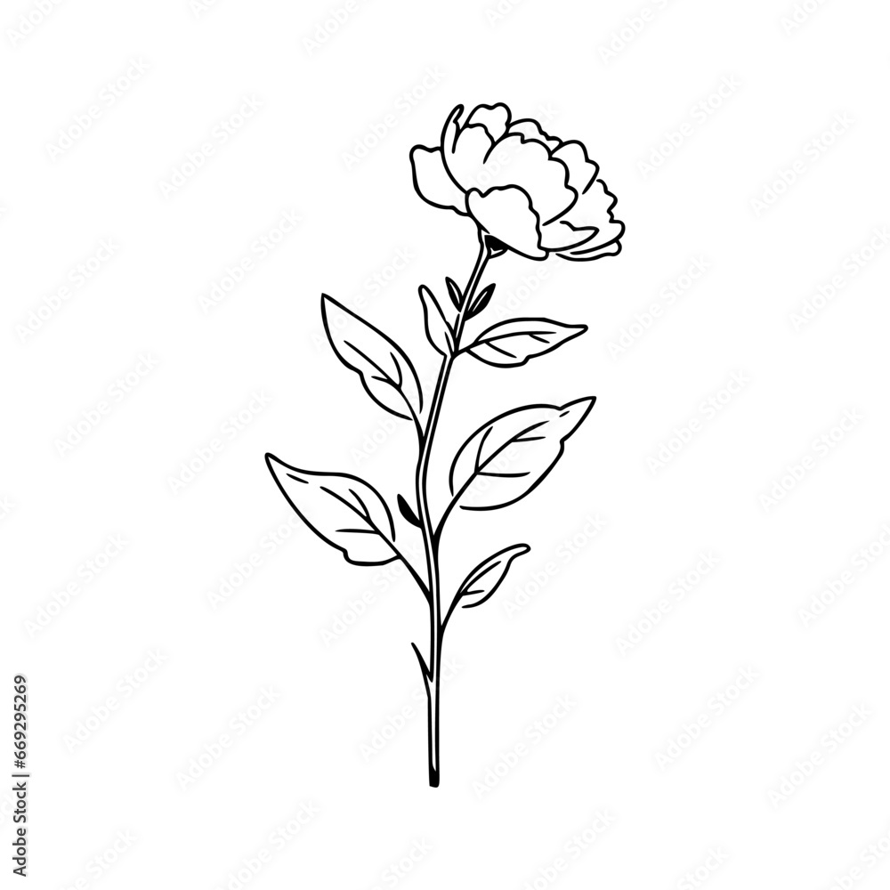 Peony flower illustration. Easy drawing line art. Simple vector isolated on a white background. Peony flower illustration. Easy drawing line art. Simple vector isolated on a white background.