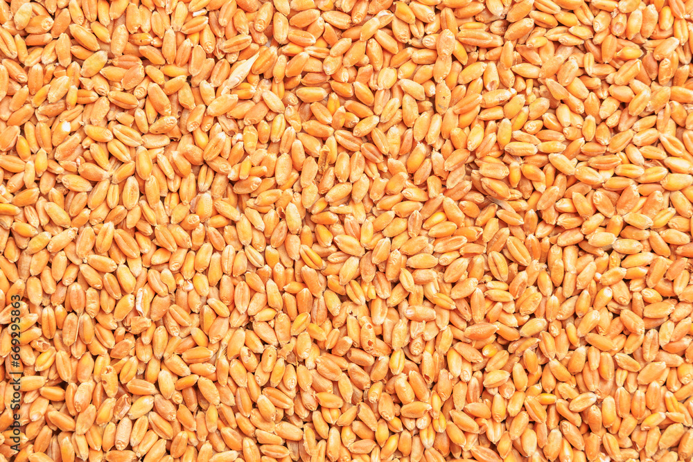 Wheat grain background. Concept of grain deal and world food security. Texture Wheat grain background. Concept of grain deal and world food security. Texture