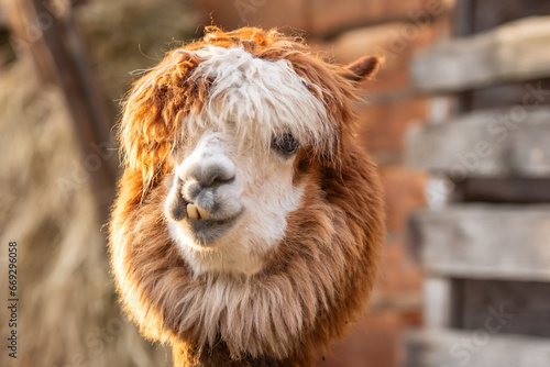 Portrait of a funny furry alpaca close-up © Mazur Travel