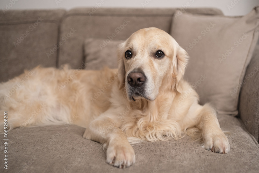 Cute dog lying on the couch in the living room. Golden Retriever looks at the camera while relaxing at home. Cute dog lying on the couch in the living room. Golden Retriever looks at the camera while relaxing at home.