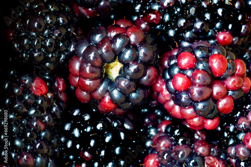 Blackberries with multiple shades of color grouped together straight down shot.