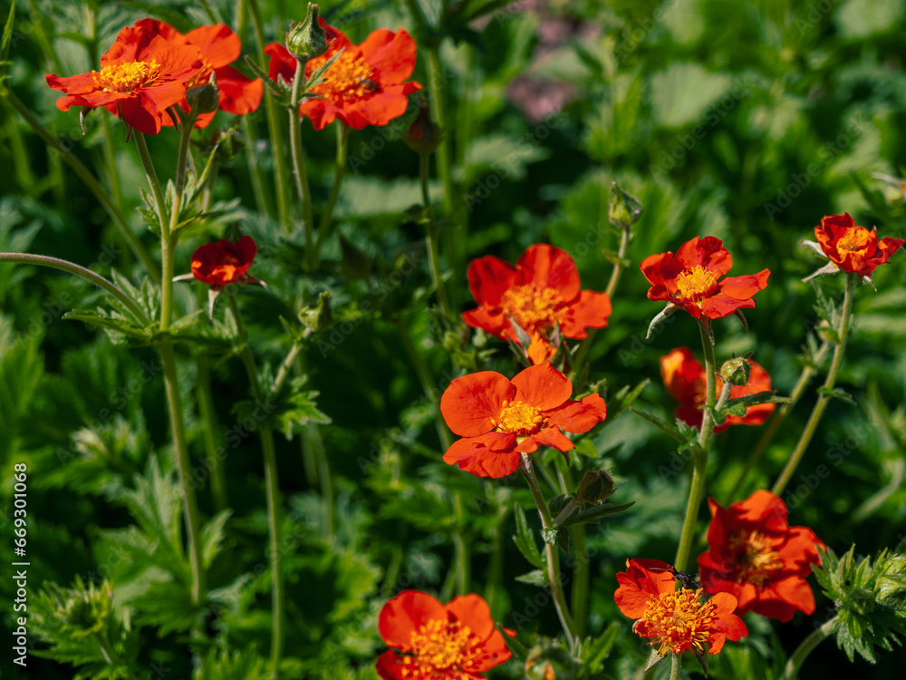 Blooming flowers of an ornamental meadow plant on a bright warm sunny day