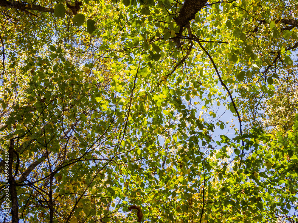 Fototapeta premium Trees in the forest view from below against the sky forest
