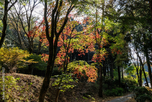 Fototapeta Naklejka Na Ścianę i Meble -  木漏れ日で光り輝く紅葉樹