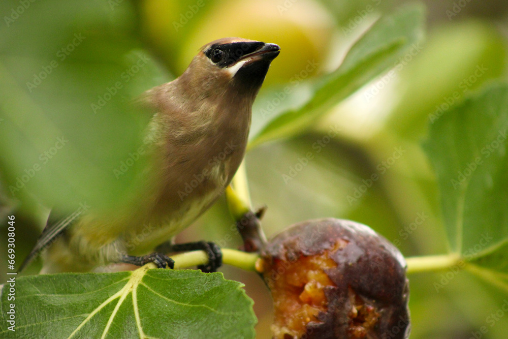 Fototapeta premium Waxwing Fig Branch 02