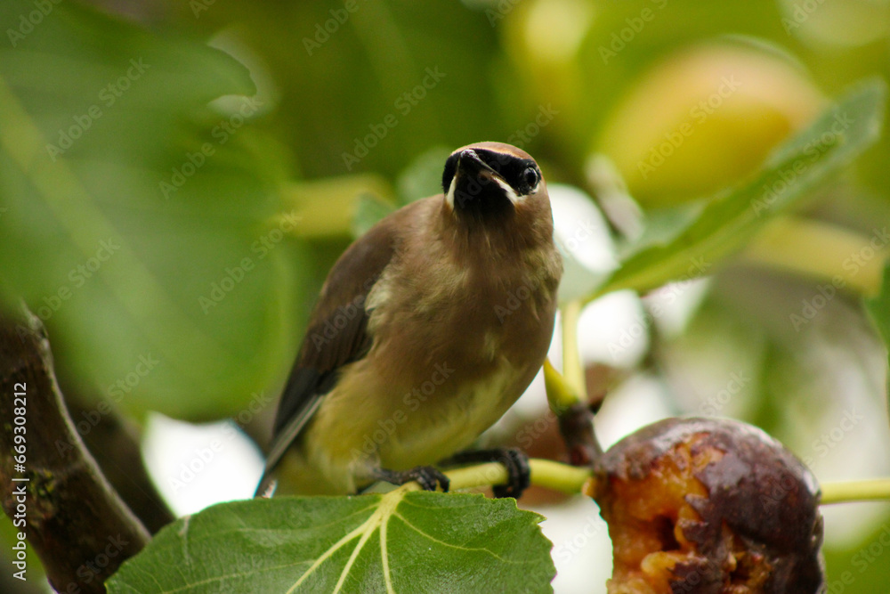 Fototapeta premium Waxwing Fig Branch 06