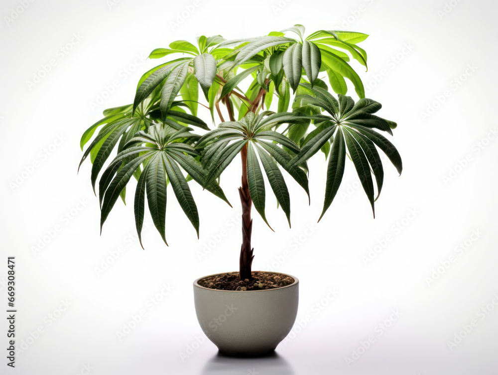 Schefflera (Umbrella Plant) Studio Shot Isolated on Clear Background, Generative AI Schefflera (Umbrella Plant) Studio Shot Isolated on Clear Background, Generative AI