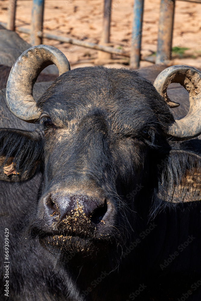 Naklejka premium dairy water buffalo cow on corral. Minas Gerais, Brazil