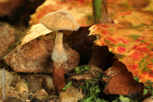Tiny Mushroom 02