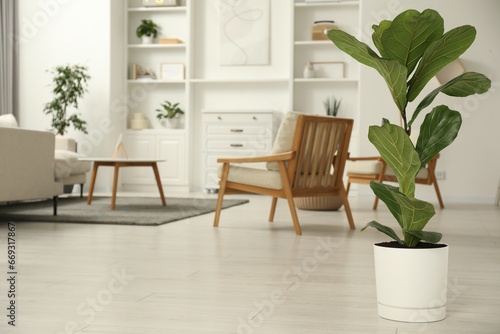 Fiddle Fig or Ficus Lyrata plant with green leaves at home. Space for text