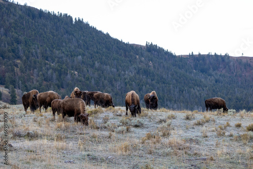 American bison covered in frost in an early autumn morning in Yellowstone National Park