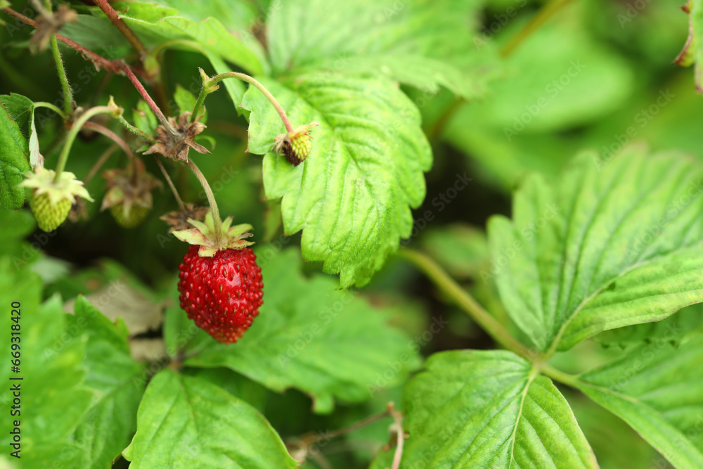 Small wild strawberries growing outdoors, space for text. Seasonal berries Small wild strawberries growing outdoors, space for text. Seasonal berries