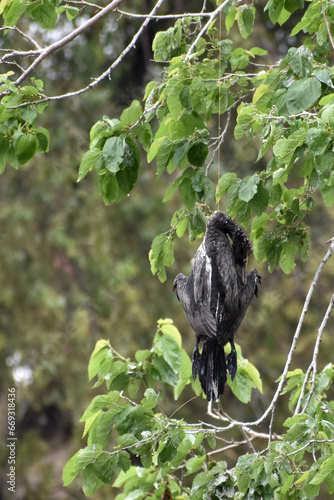 dead neotropic cormorant or olivaceous cormorant (Nannopterum brasilianum), caught up in a fishing line and strangled in a tree, Buenos Aires, Argentina photo