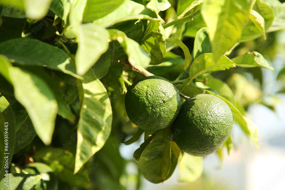 Unripe green tangerines growing on tree outdoors. Citrus fruit