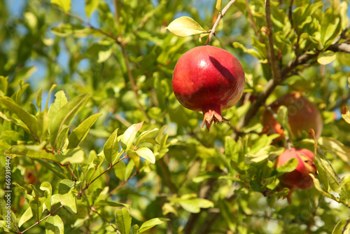 Pomegranate tree with ripening fruit outdoors on sunny day