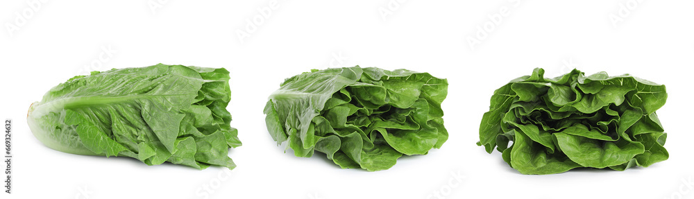 Fresh green romaine lettuce isolated on white Fresh green romaine lettuce isolated on white