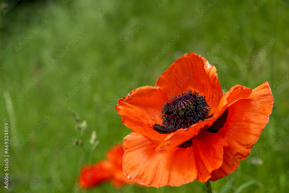 A macro of a single oriental poppy blooming in a garden of green grass. The single orange crepe paper petals surround a purple center. The ornamental flowering plant is covered in dark pollen. A macro of a single oriental poppy blooming in a garden of green grass. The single orange crepe paper petals surround a purple center. The ornamental flowering plant is covered in dark pollen.