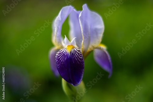 The head of a delicate exotic blue iris flag flower blooming against a deep green background. The standards of the flower are yellow the droopy falls are both light periwinkle and dark purple color.