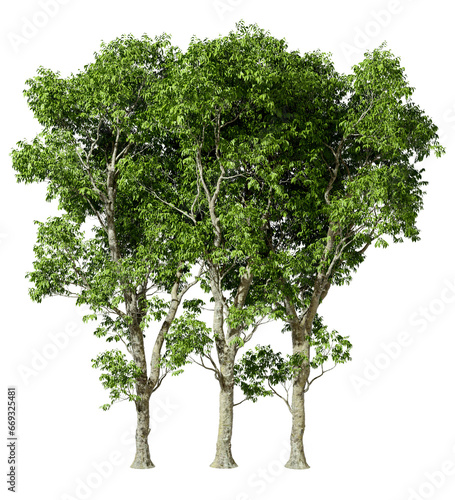 Bio trees forested outside cutout backgrounds 3d rendering png