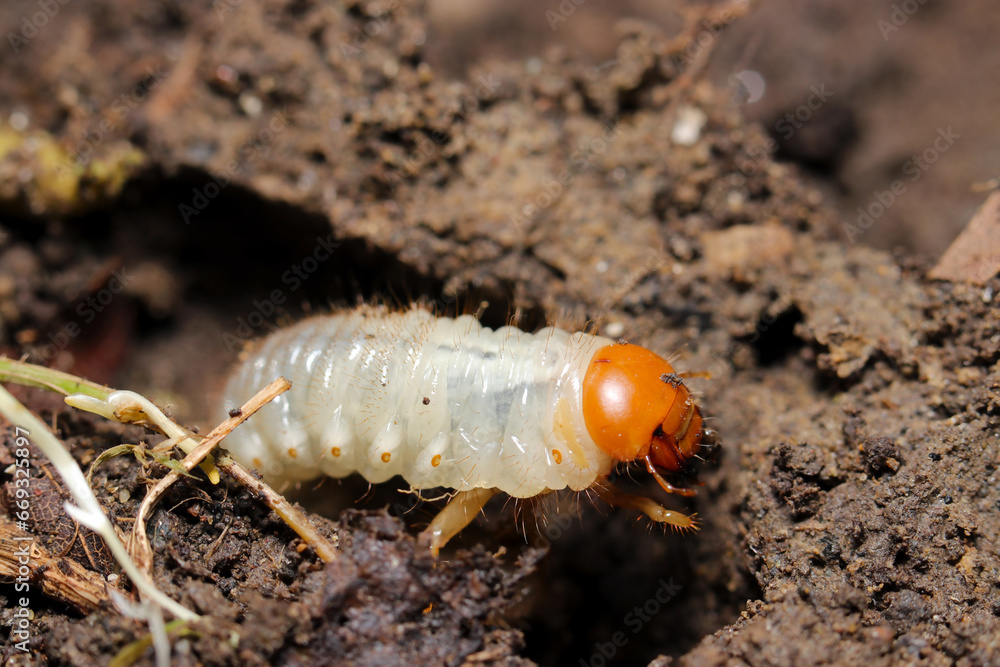 オレンジ色の頭に白い胴体、アオドウガネの幼虫(マクロレンズ使用・自然光・接写写真) オレンジ色の頭に白い胴体、アオドウガネの幼虫(マクロレンズ使用・自然光・接写写真)