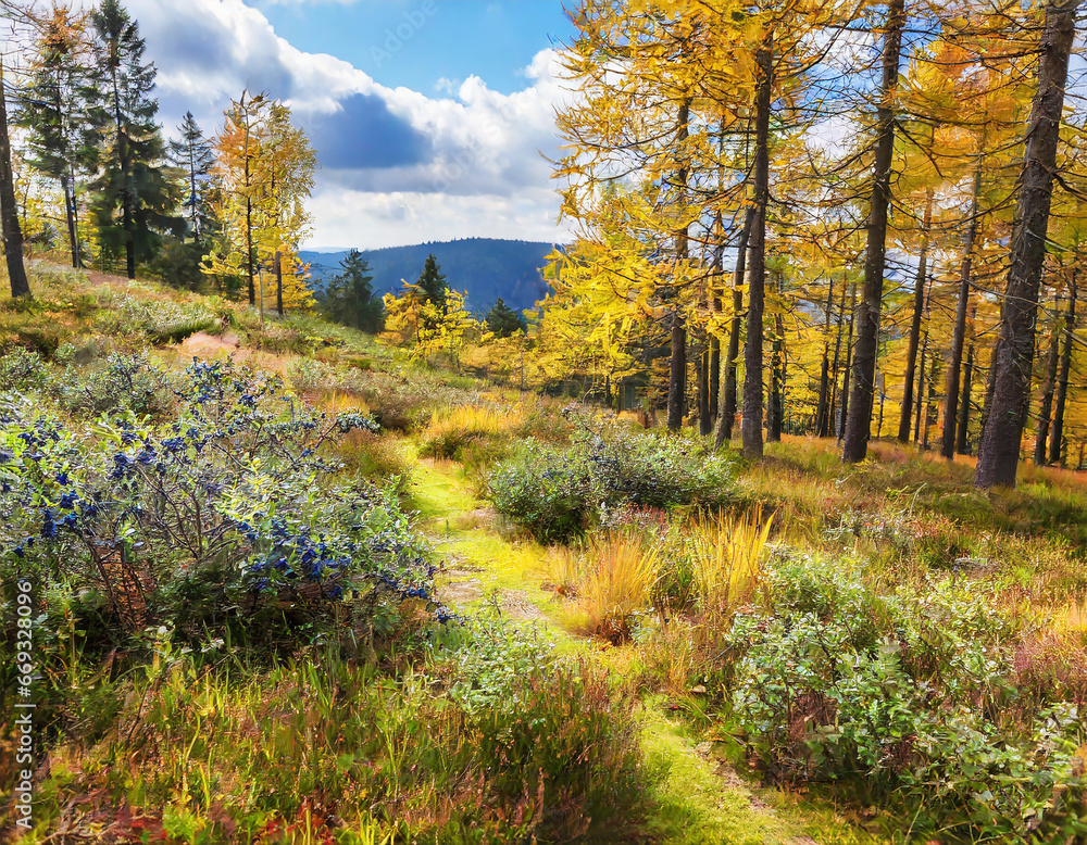 Boggy Forest with blueberry bushes in Autumn, Ore Mountains, Germany Boggy Forest with blueberry bushes in Autumn, Ore Mountains, Germany