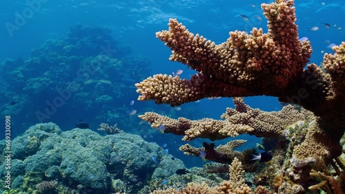 Colorful Ternat Chromis navigate vibrant coral arms in the Great Barrier Reef