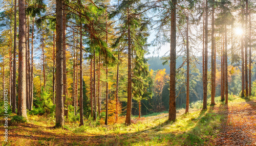 Sunny Panoramic Forest of Spruce Trees in Autumn